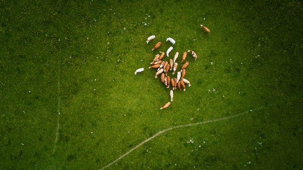 Aerial view of cattle