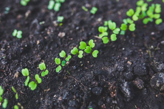 Rucola seedlings - Photo by Kaboompics/Karolina