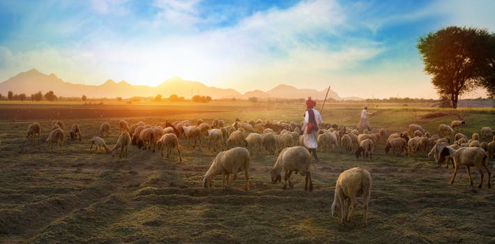 Sheep and shepherds - Photo by Kailash Kumar